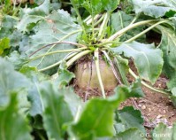 Η λευκή ζάχαρη από τεύτλα είναι ακατέργαστη