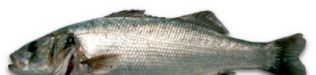 Sea bass (Dicentrarchus labrax)
