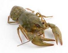 Astacus leptodactylus