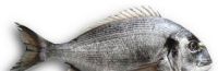 Sea bream (Sparus auratus)