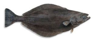 Πλατύψαρα και Γλώσσες 