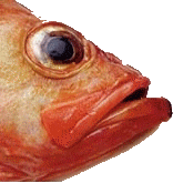 Θαλασσινά και ψάρια