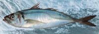 Horse Mackerel (Trachurus Trachurus)