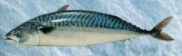Mackerel (Scomber Scombrus)