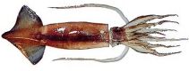 Nototodarus sloanii (Gray, 1849) Nototodarus gouldi (McCoy, 1888) είναι παρόμοια με N. sloanii Arrow Squid