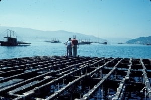 Mytilus galloprovincialis