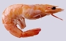 ΓΑΡΙΔΕΣ