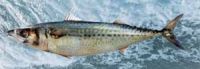 Spanish Mackerel (Scomber Colias)