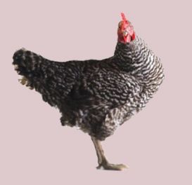 Ειμαστε στην διαθεσή σας για οποιαδήποτε πληροφορία.